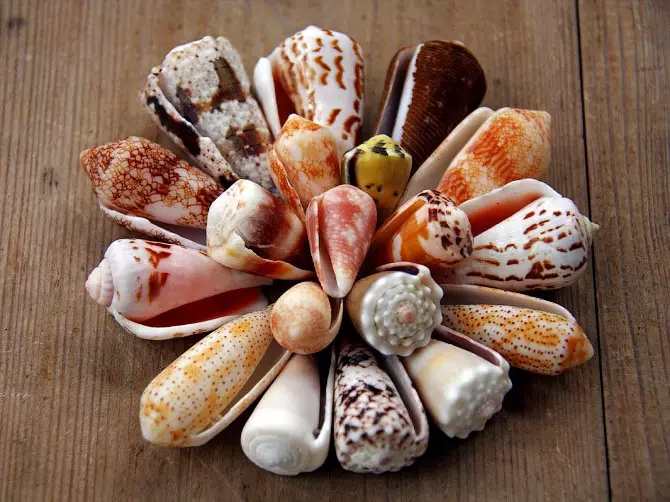 តុបតែងផ្ទះល្វែងមួយ: សិប្បកម្មពី Seashells ដែលមានដៃរបស់ពួកគេផ្ទាល់ (រូបថត 45)