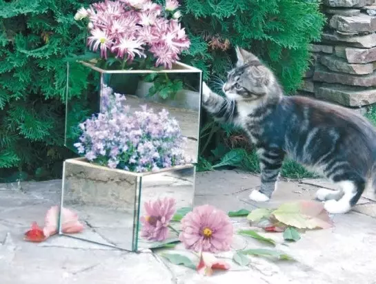 Záhradné zrkadlo: Decor Ideas (20 fotografií)