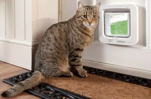 Κάντε την πόρτα για τη γάτα το κάνετε μόνοι σας