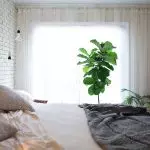 [Bimët në shtëpi] Çfarë lule janë të përshtatshme për dhomën e gjumit?