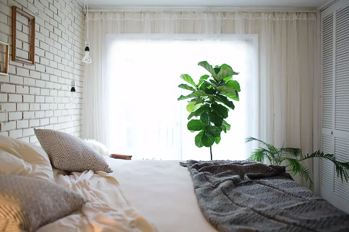 [房子里的植物]什么花是适合卧室的？